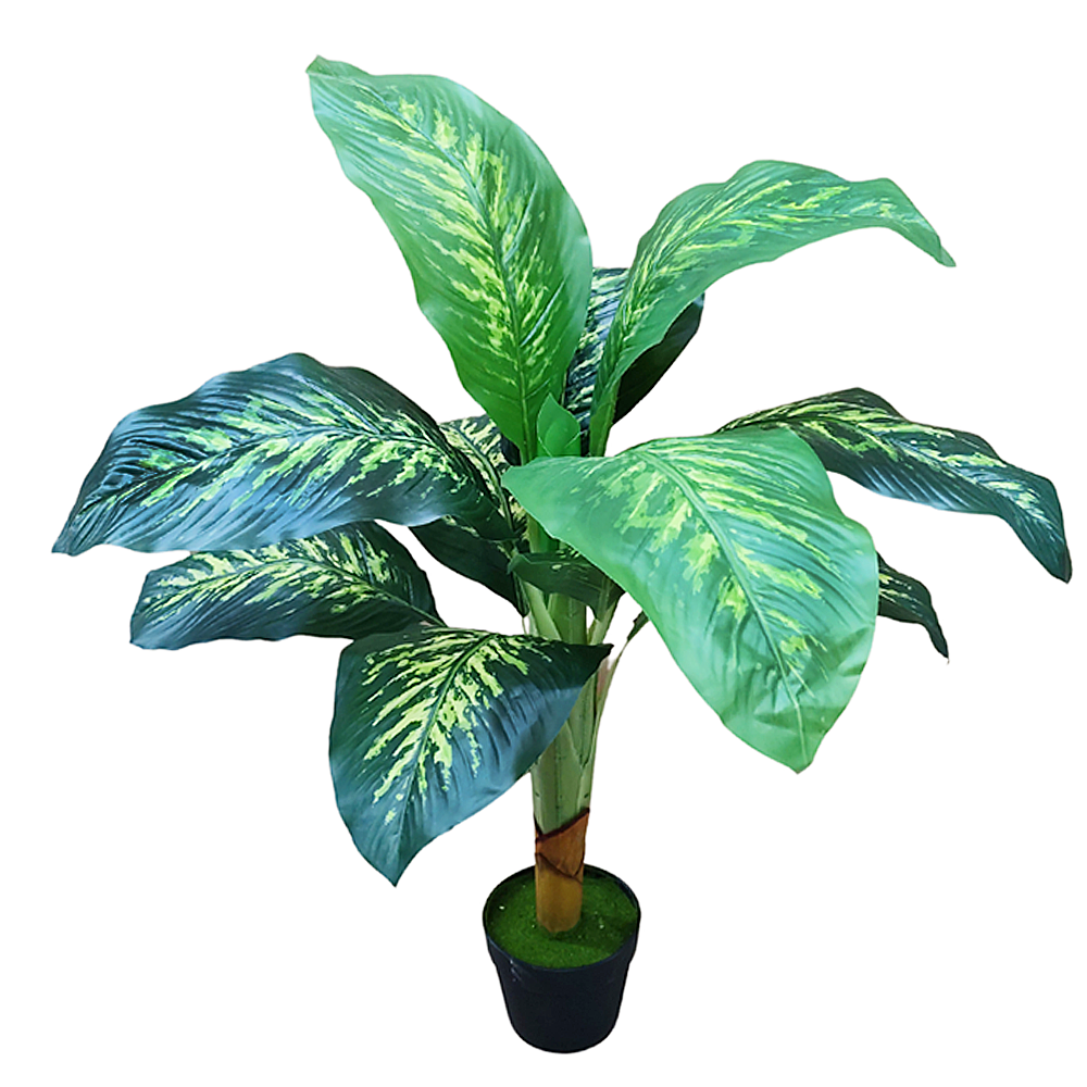 Planta Dieffenbachia 1m