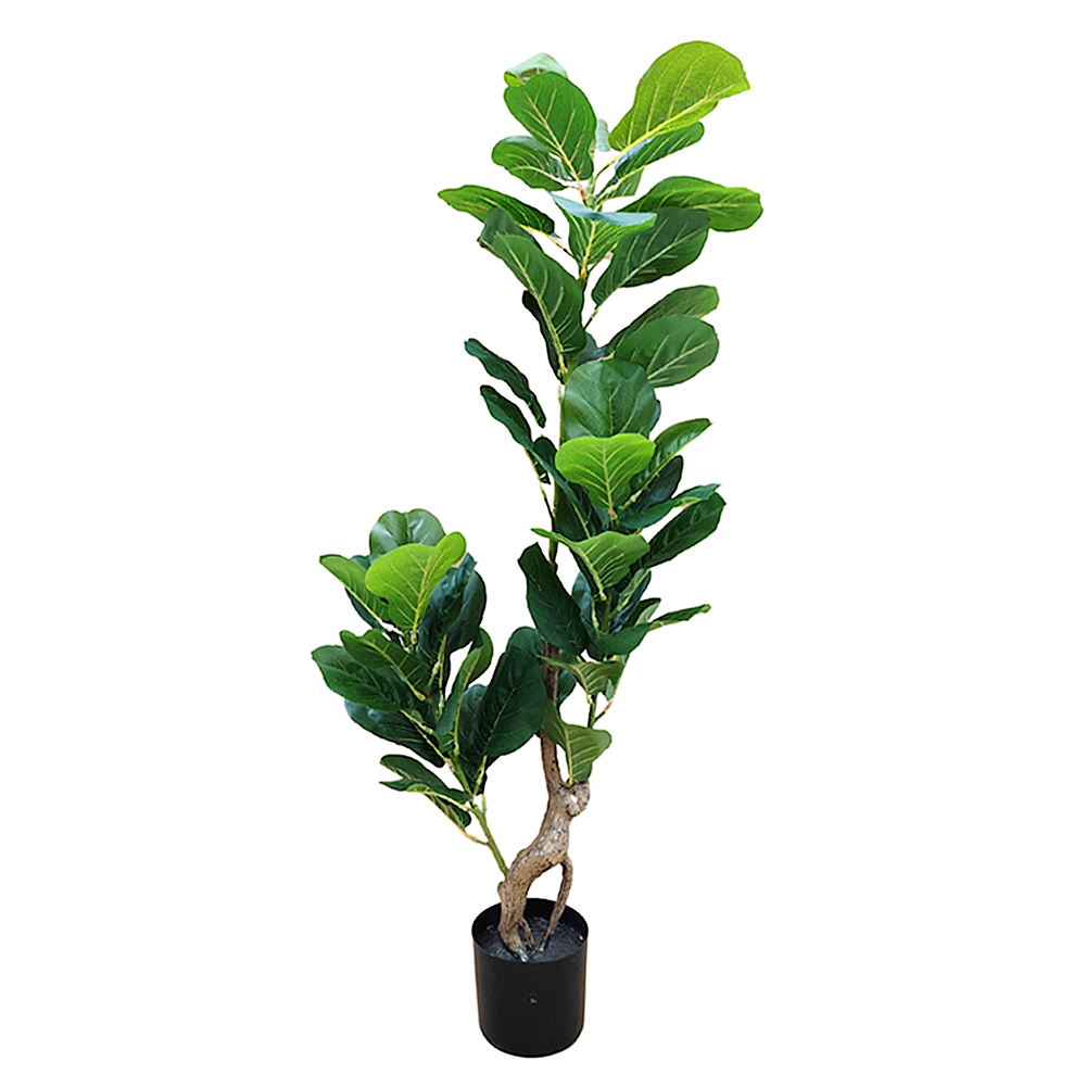 Planta Fikus 1.25m