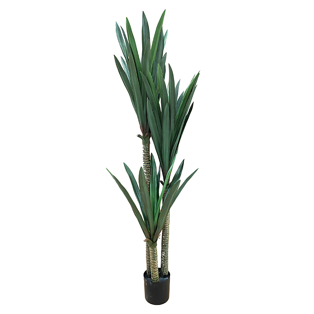 Planta Yucca 1,70m