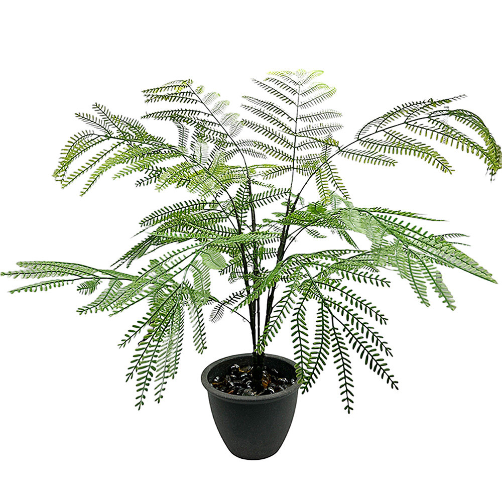 Planta Acacia X15