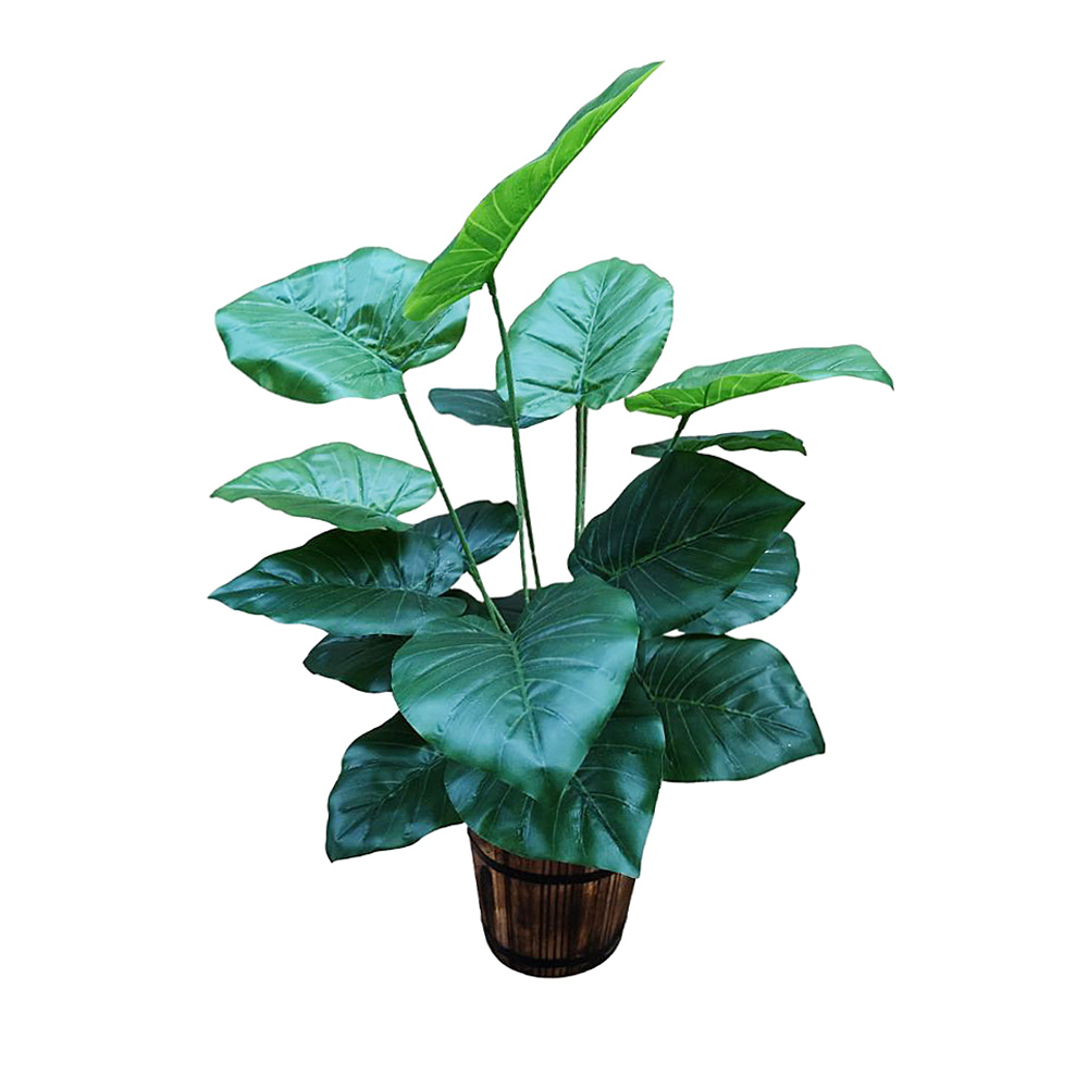 Planta Alocasia
