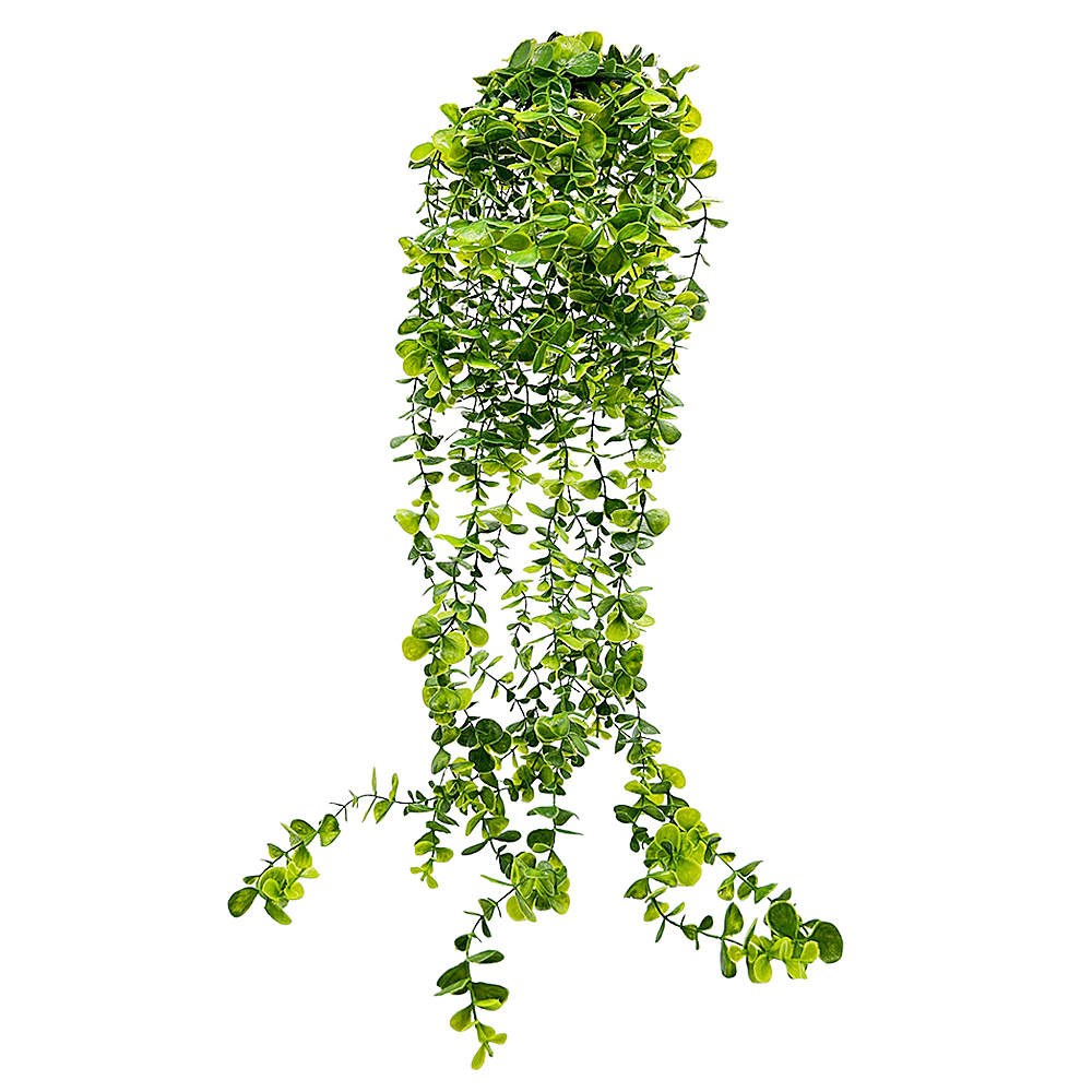 Planta Colgante Eucalipto