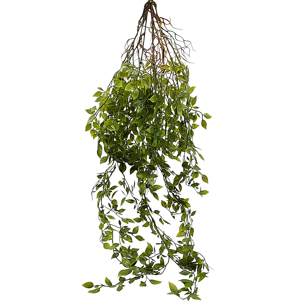 Planta Colgante Mini Hoja Limonero