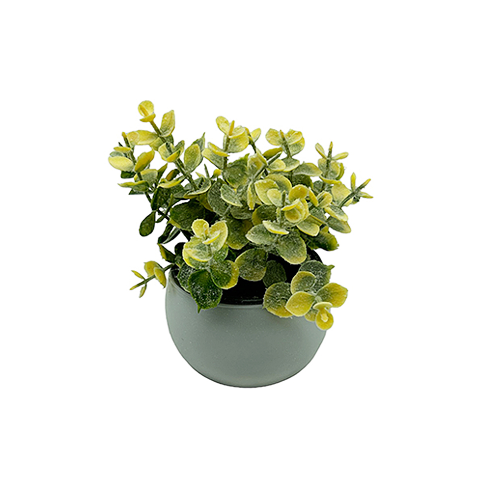 Planta Eucalipto en Maceta