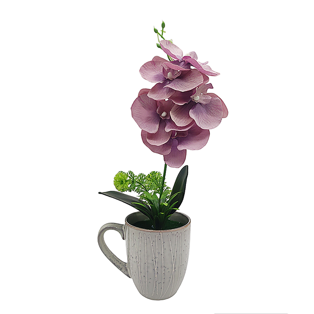 Planta Orquídea en Taza