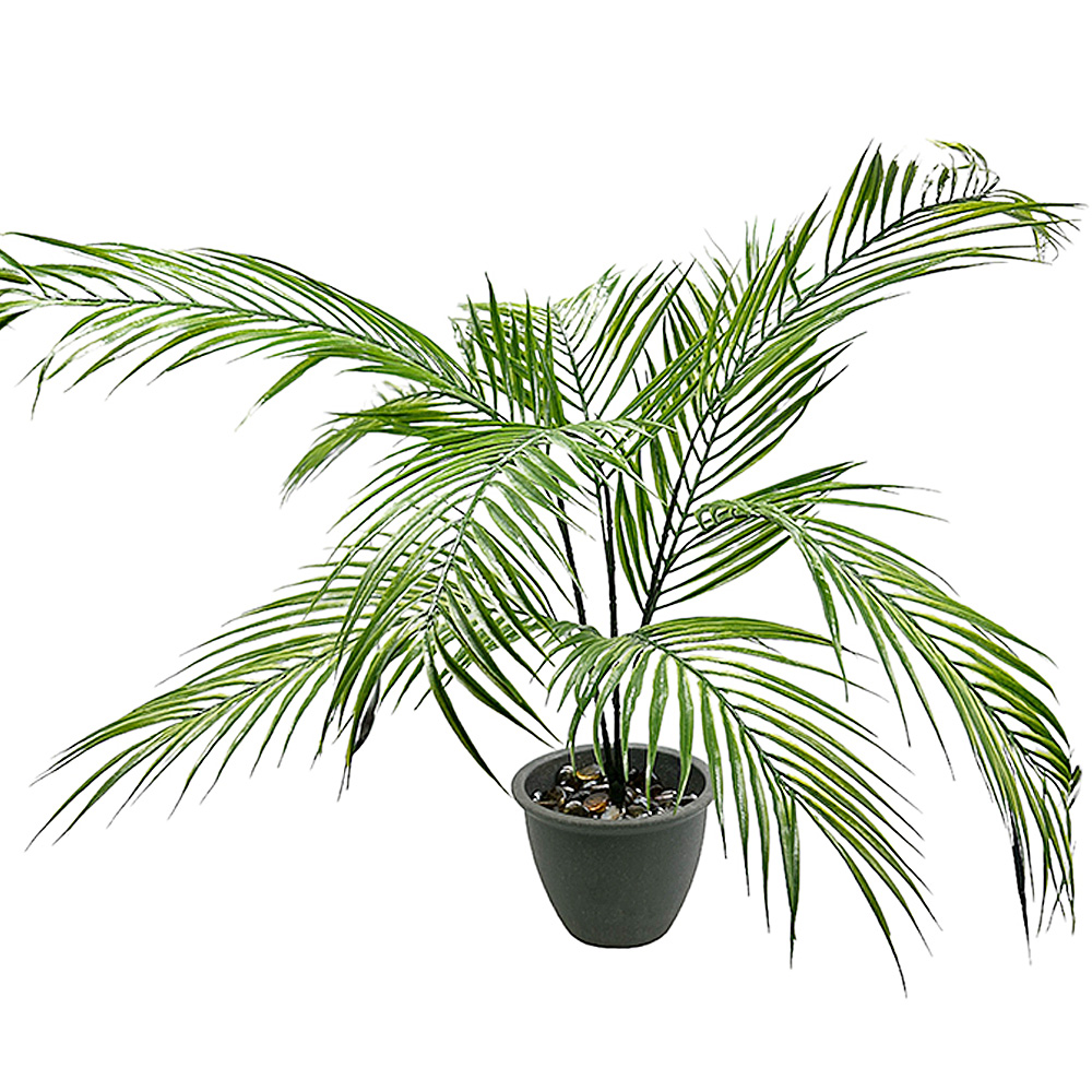 Planta Palma Bambú X9