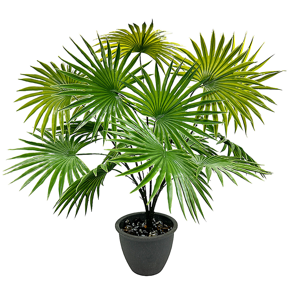 Planta Palma Cocotero X15