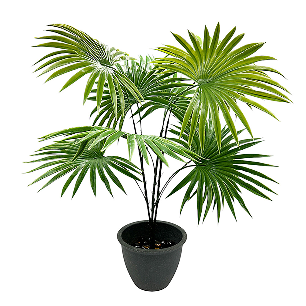 Planta Palma Cocotero X9