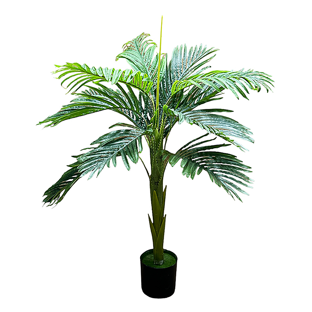 Planta Palma 1 MT