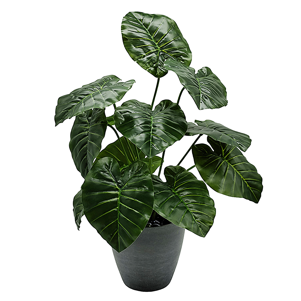 Ramo Hoja Alocasia