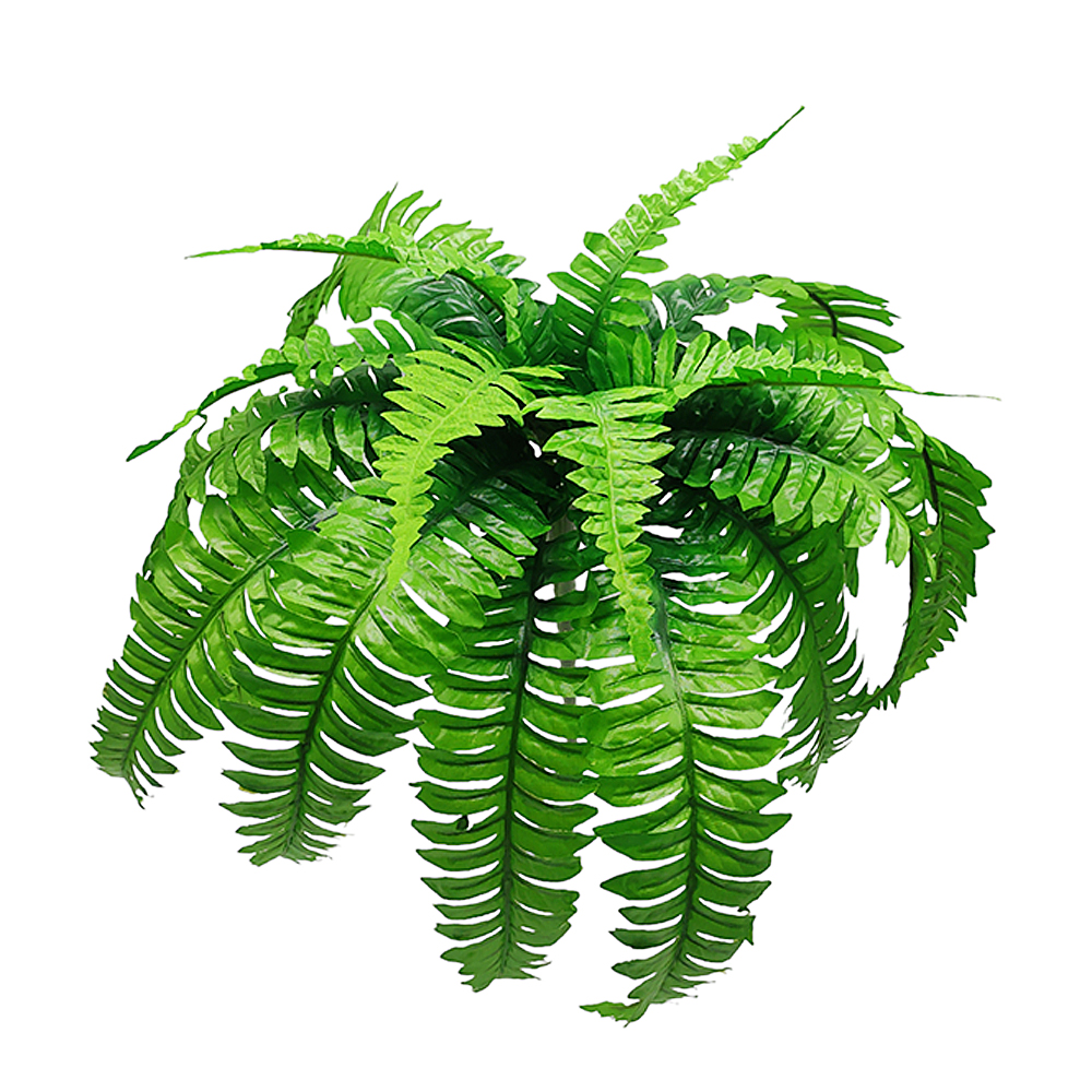 Planta de Helecho