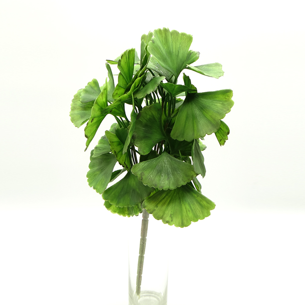 Ramo De Hoja Ginkgo Biloba