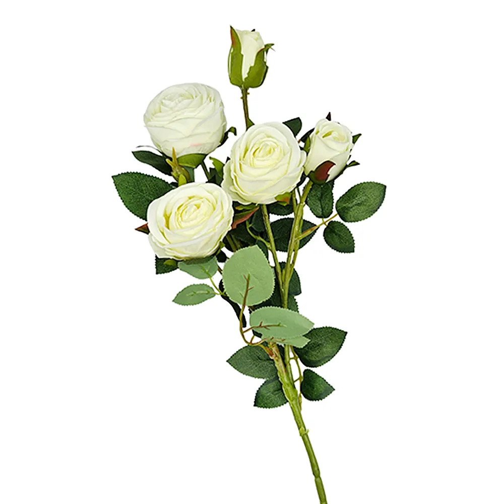 Vara de Rosa Inglesa X5