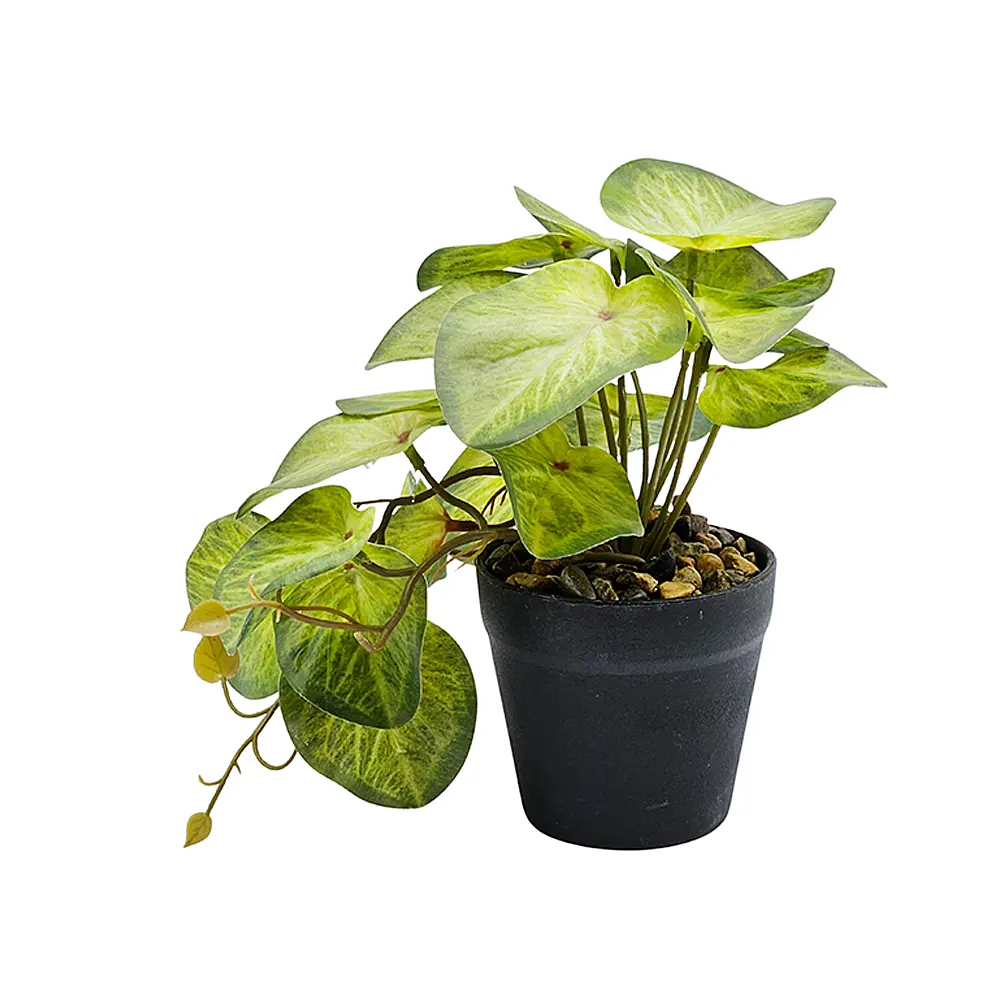 Planta Alphaaca Enrredadera en Maceta