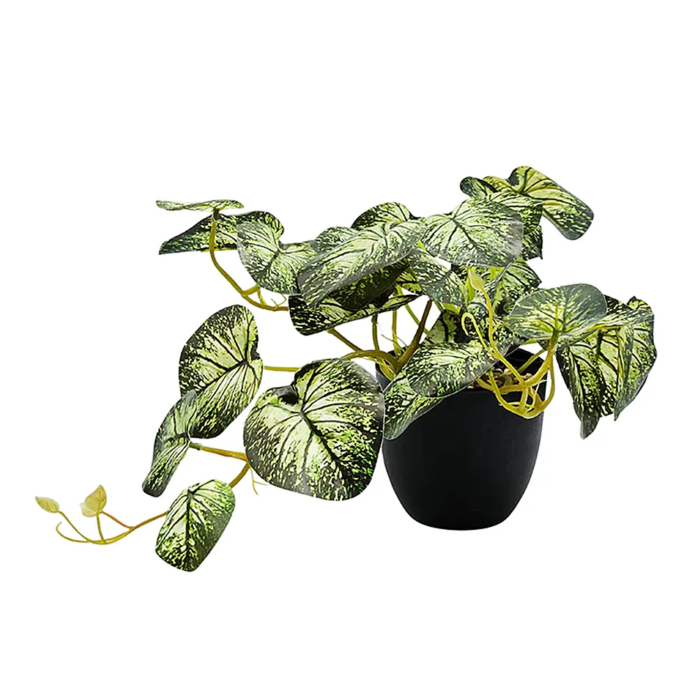 Planta dieffenbachia Enrredadera en Maceta