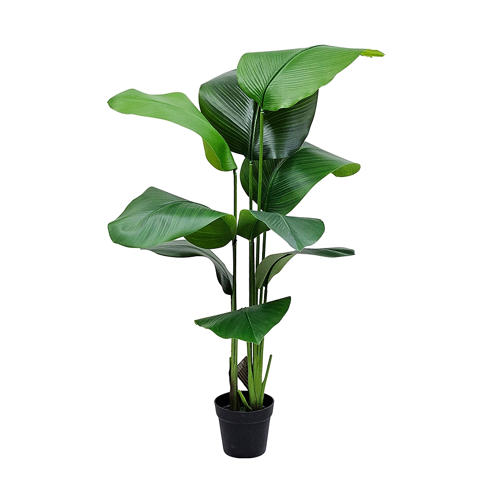 Planta Ave de Paraiso 1mt