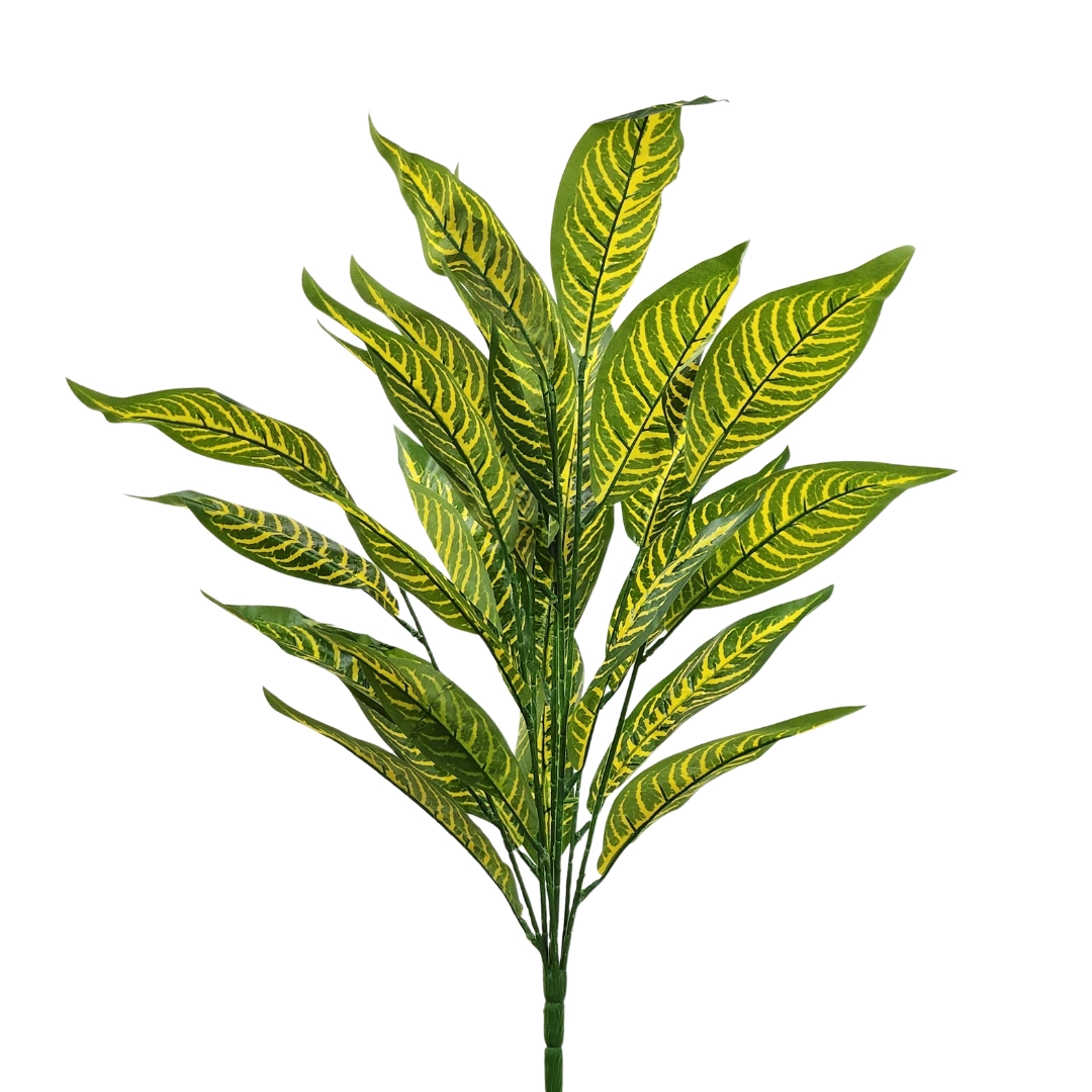 Planta Dieffenbachia Mediana